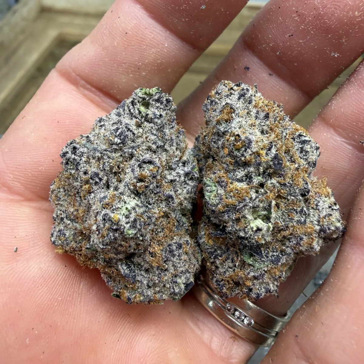 Blueberry Haze Flower